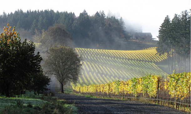 2014 Pinot Noir $25/Bottle-Case Price - mailchi.mp/wintershillwin…