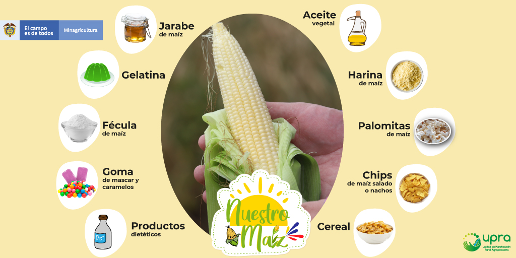 UPRA on Twitter "La palabra maíz significa 'lo que sustenta la vida
