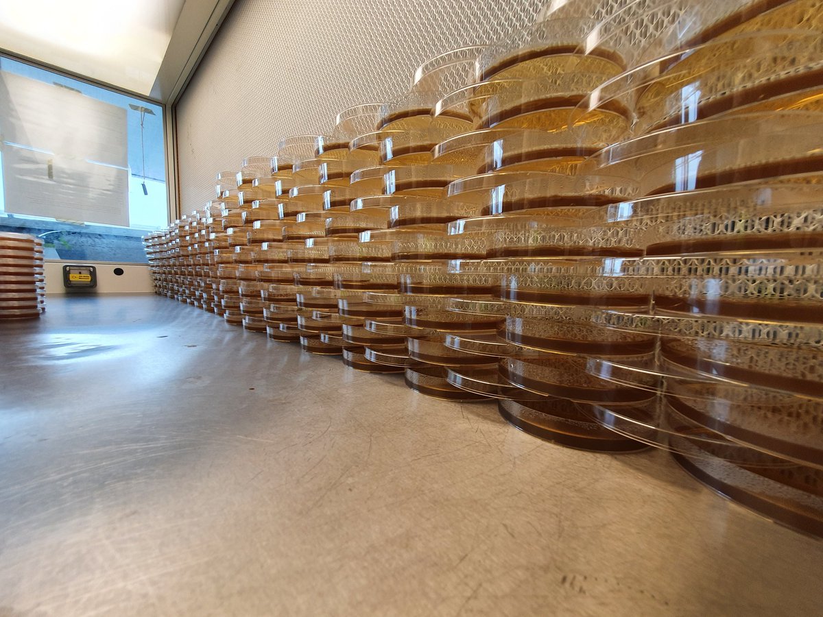 ForeverFungi's tweet photo. Great to back in the lab after lockdown. Spent the afternoon making a Great Wall of Agar, in preparation for mass culturing from oaks this autumn. #fungi #mycology #lockdownlab https://t.co/6SQNp6nOZs