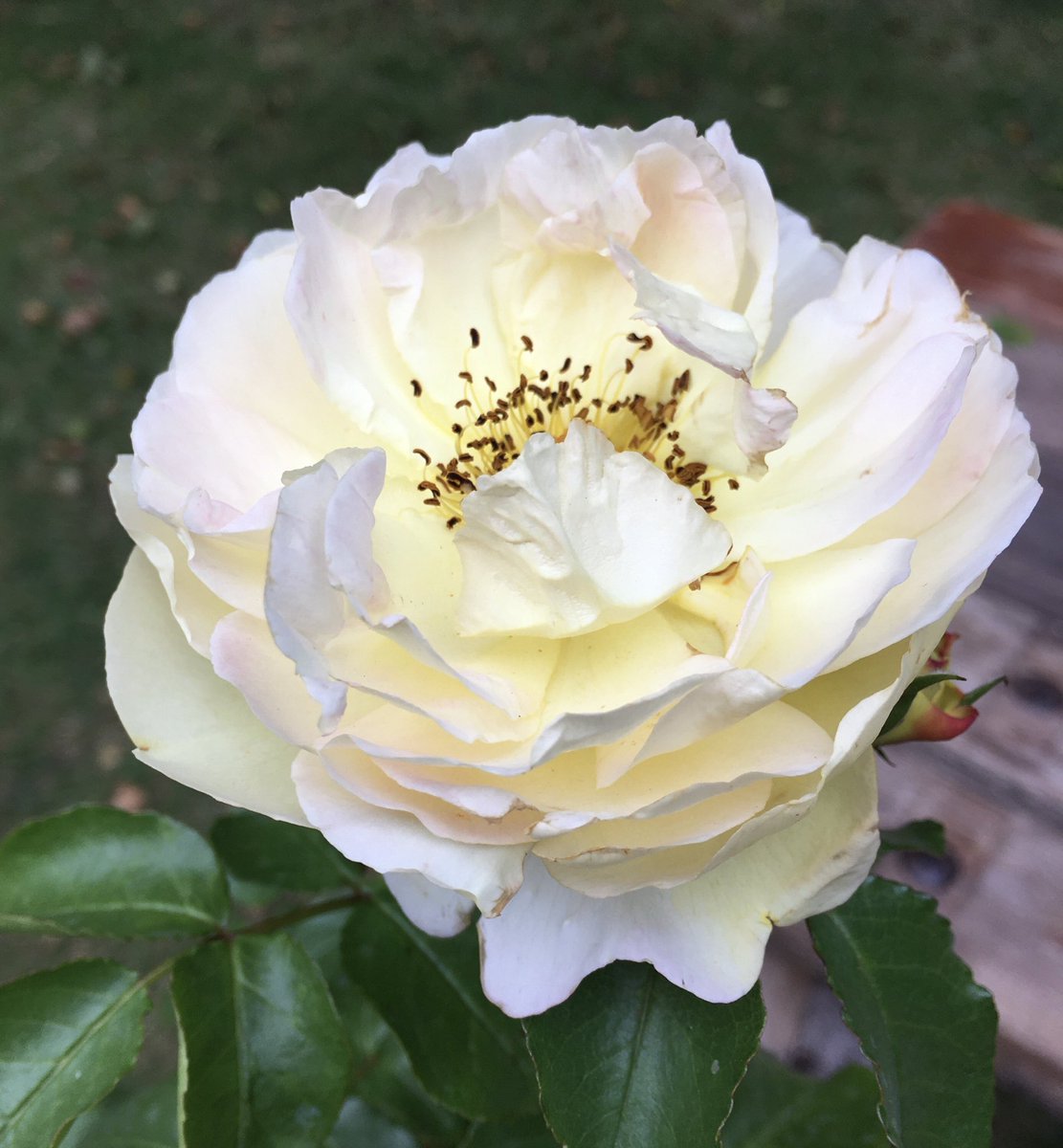 Such a beautiful rose. Plenty of pollen. Old-fashioned scent. Modern disease-resistant breeding.Belle de Jour.Thank you ⁦@rosesukroses⁩ ⁦@ApuldramRoses⁩ for the most gorgeous rose. I’ll treasure it. #RoseOfTheYear #gardening #flower #thursdayvibes #ThursdayMotivation