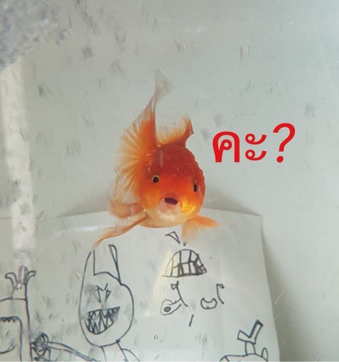 <a href="/NCTsmtown/">NCT</a>