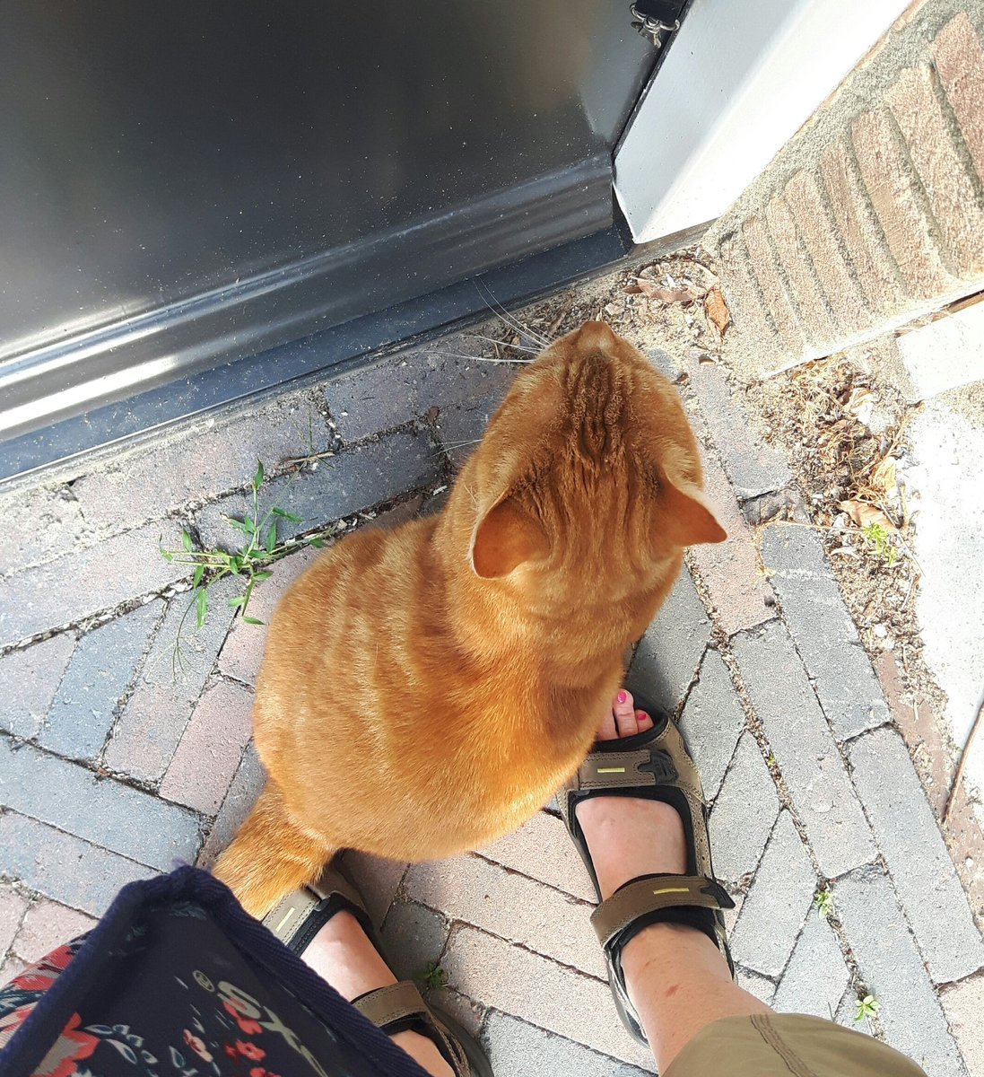 PacificatsKaty's tweet photo. Meneer heeft ook een kattenluikje maar ja....dit is makkelijker... #kattenhebbenpersoneel #kattenoppas #LeidscheRijn https://t.co/cIEQe7sHGM