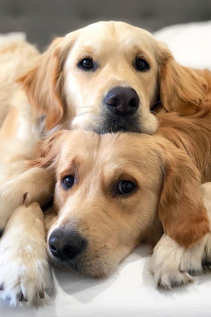 #dogsofinstagram #dogstagram #dogs #dog #dogsagram #doggo #doggy #puppylove #puppy #cute #cutedogs #animals #doglovers #doglover #labrador #labradorretriever #goldenretriever #goldenretrieversofinstagram #petsofinstagram #petlovers