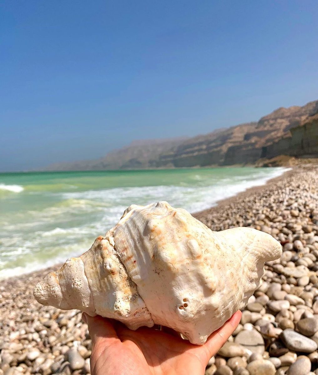 ExperienceOman's tweet photo. Seashell on the shore never empty, either with a story or with a melody and beautiful memories🐚💙
📌: #Hasik , #Sadah, #Dhofar
📸Insta: utas_salalah_travelblog
#Oman
#ExperienceOman #BeautyHasAnAddress
#OmanByYou https://t.co/ZK4LYf2tik