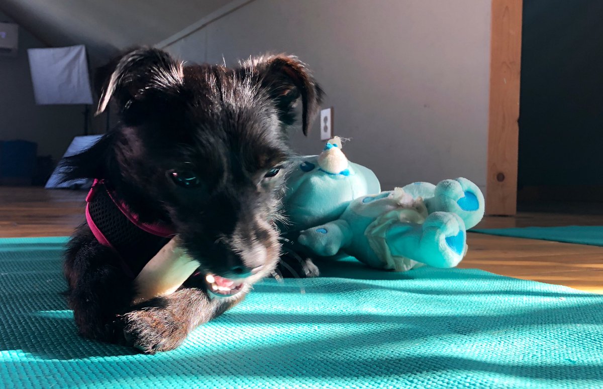 Pay no attention to the murdered bear in the background. If it was Friend Bear, would she have been so vicious? #liliah