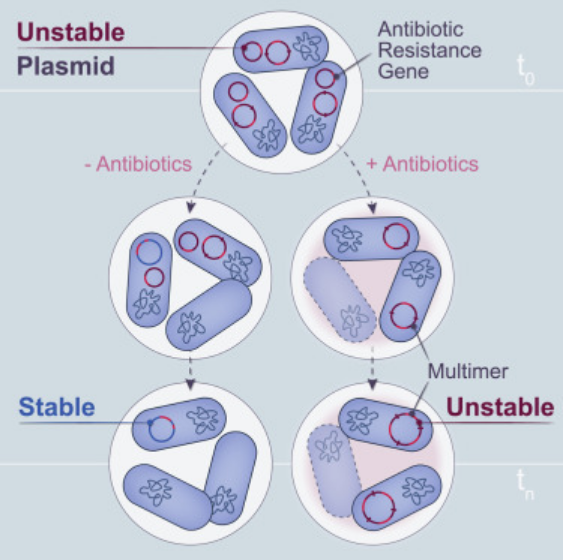 DaganLab's tweet photo. Antibiotics interfere with the evolution of plasmid stability. Want to know why? Read here: https://t.co/6bUJgICTKw Led by @TanaWein with @iwangtoknow, @NilsHuelter &amp; @Hammerschmidt_K https://t.co/IUt0B8F83m