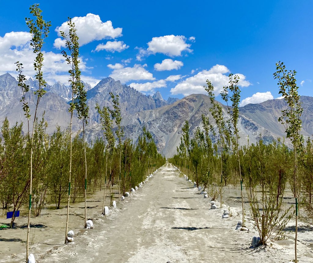 aminattock's tweet image. In the backdrop of the lofty #Karakorum and on the shores of the #Shyok river - the #Saiiling plantation coming up with #10BillionTreeTsunami with olives, poplar and willow - 40000 planted and planning to increase to at least 5 lacs in 3 years