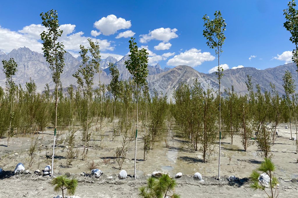 aminattock's tweet image. In the backdrop of the lofty #Karakorum and on the shores of the #Shyok river - the #Saiiling plantation coming up with #10BillionTreeTsunami with olives, poplar and willow - 40000 planted and planning to increase to at least 5 lacs in 3 years