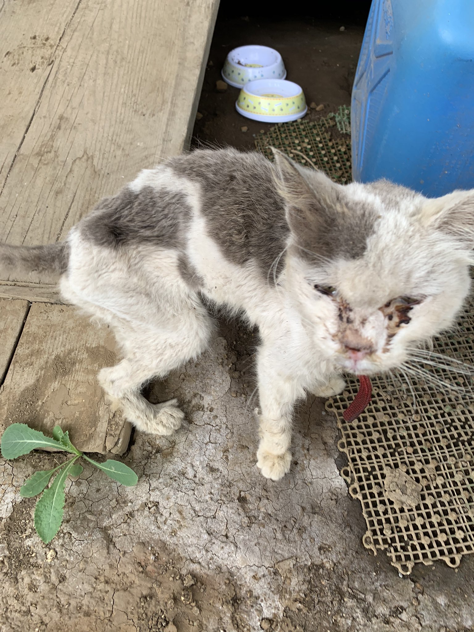 きずなの丘 赤い首輪 鈴がついてます メス ガリガリに痩せた猫ちゃんが迷いこんできました 長く放浪してたかもです この痩せ方に言葉がでませんでした 飼い主さんご存知ないですか 熊本小森 迷子猫 飼い主さん探してます T Co T8tpkniigk