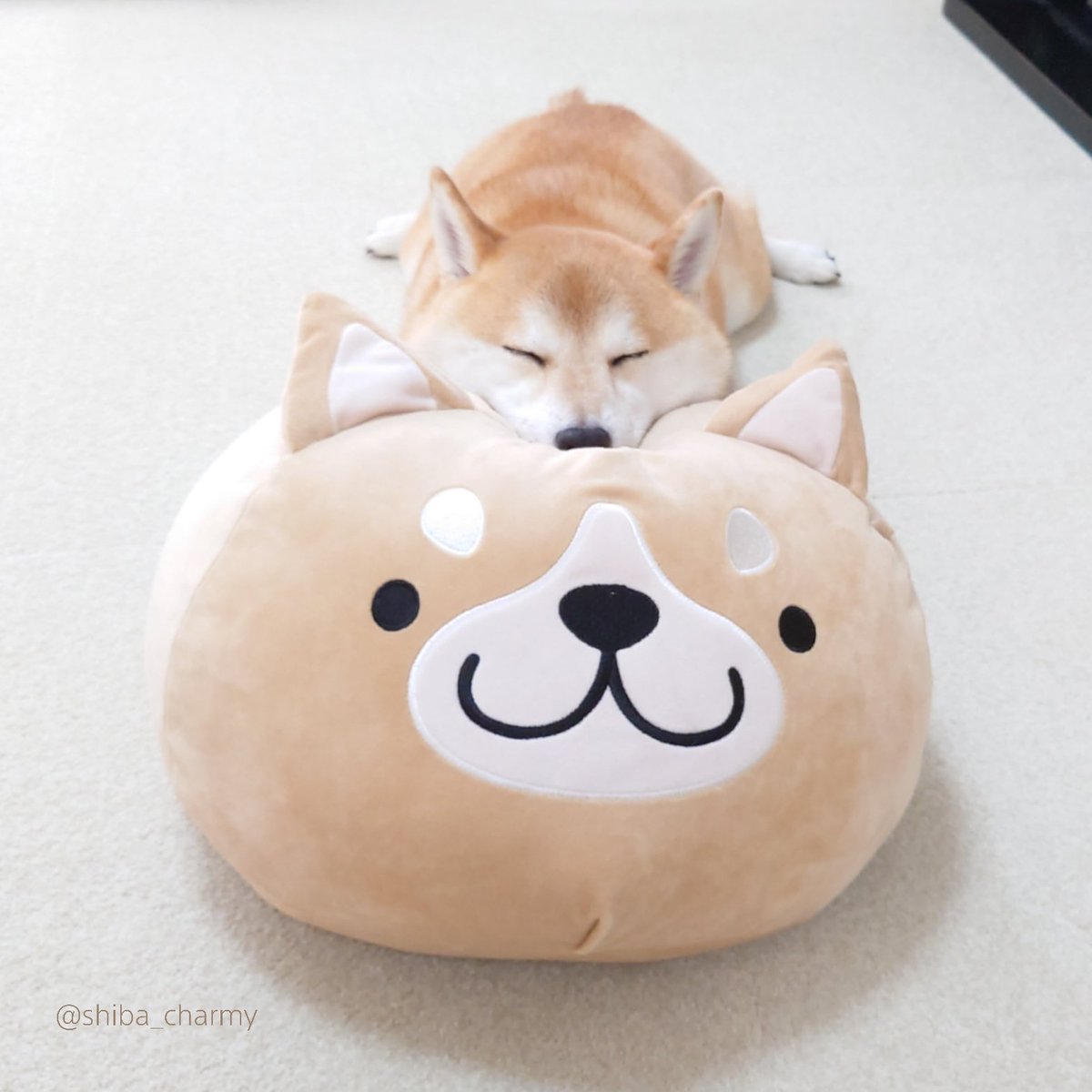 柴犬チャーミー チャーミーと しまむらのしば丸 クッション最高みたい 柴犬 Shiba しまむら しば丸 柴犬グッズ