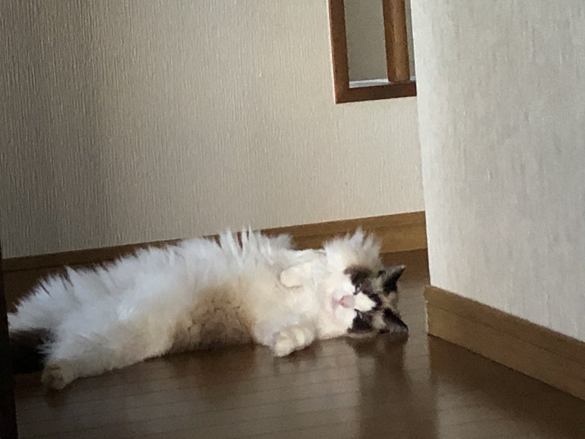 ラグドール女の子