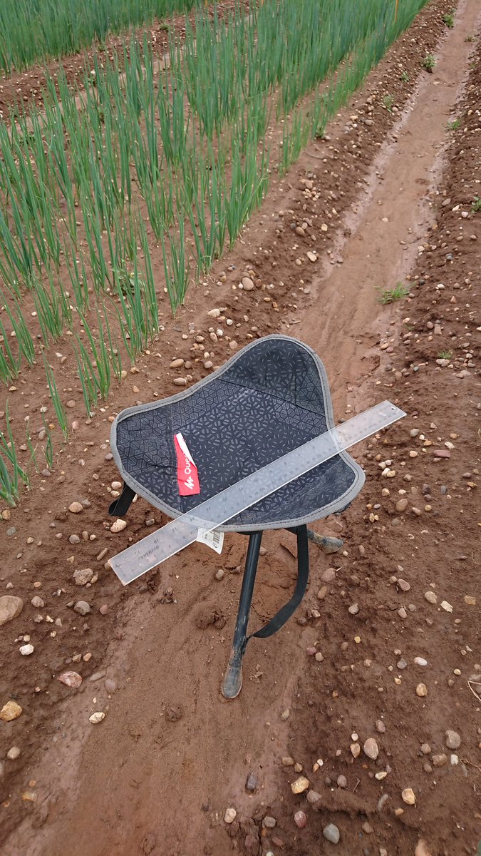 NickKuht's tweet photo. Seeing some good crop variability about this morning. 10-week plant heights finished this morning with the help of my trusty stool (and ruler of course!) https://t.co/JAo9Z2YJhZ