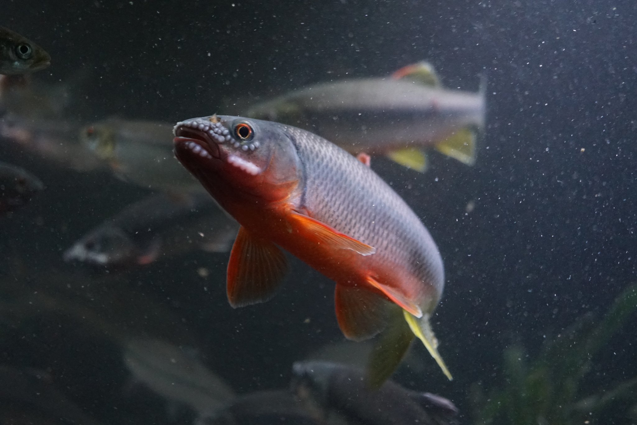 Akaoni623 我が家のヌマムツのボスが帰宅直後から調子が悪い 今水換えしながら様子を見ていますが そろそろ寿命なのかなぁ うちの水槽はヌマムツなしは有り得ないので すごく心配です 水槽小屋の方に戻るので 今日は