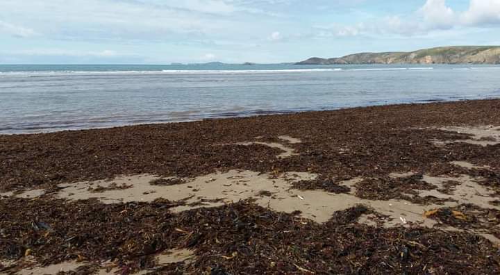 cbarterdavies's tweet photo. Summer seaweed soon to be washed away #memorypics 🌊📷⛅ https://t.co/w4XsOcaCSP