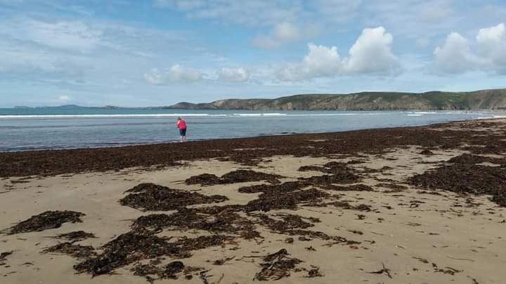 cbarterdavies's tweet photo. Summer seaweed soon to be washed away #memorypics 🌊📷⛅ https://t.co/w4XsOcaCSP