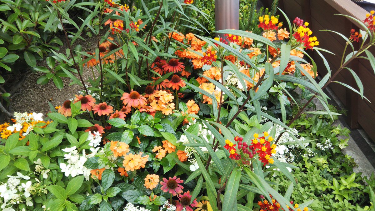 Twitter पर 空 庭 植物life 年齢のせいか 花の名前が覚えられない 例えばこの花 クロワッサンぽい名前 とか近いものをイメージするのは受験の頃以来変わらない安直かつ意外と効果的な方法 夏の花 クロッサンドラ クロワッサン Twitter पर 空 庭 植物life 年齢のせいか 花の名前が覚えられない 例えばこの花 クロワッサンぽい名前 とか近いものをイメージするのは受験の頃以来変わらない安直かつ意外と効果的な方法 夏の花 クロッサンドラ クロワッサン
