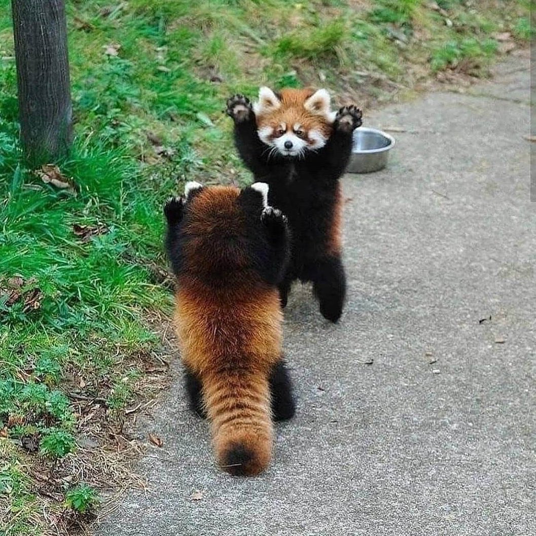 BadDayContent's tweet photo. When they feel threatened, red pandas stand up and extend their claws to look bigger and more dangerous https://t.co/tH9JGrqHuU