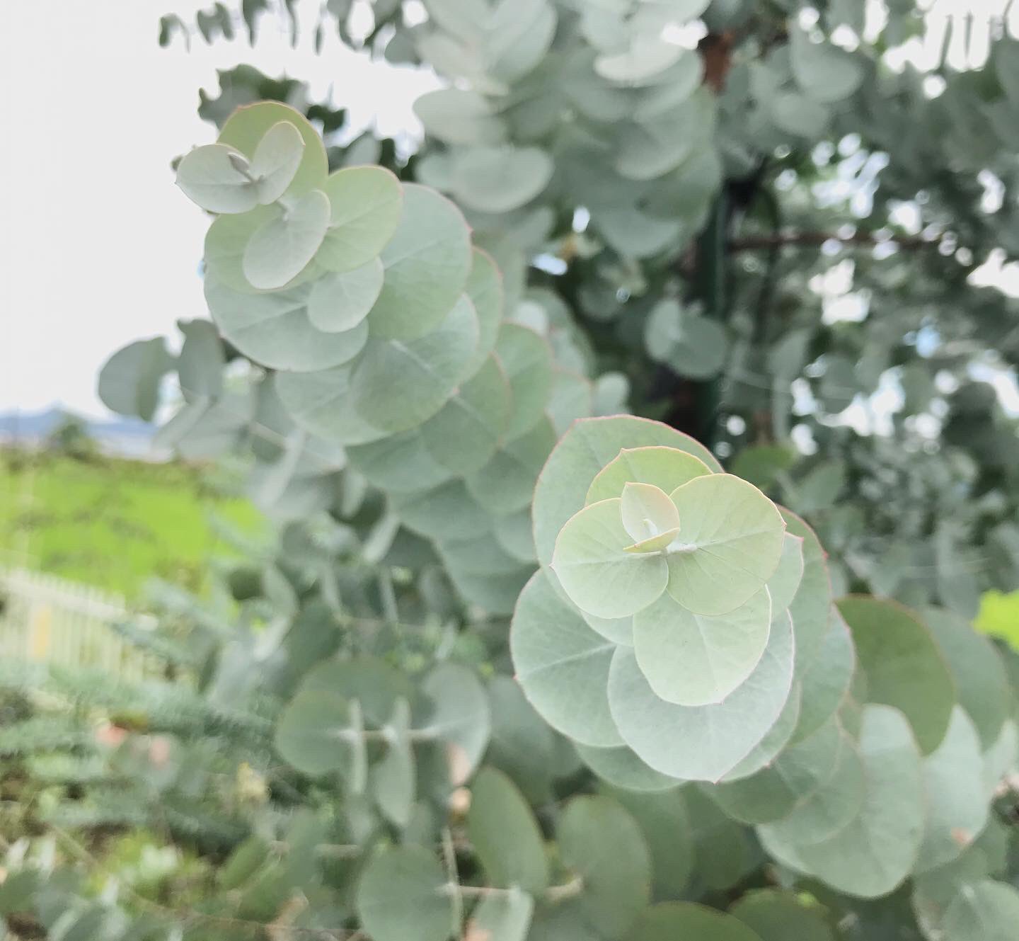 銀丸葉ユーカリ Twitter Search Twitter