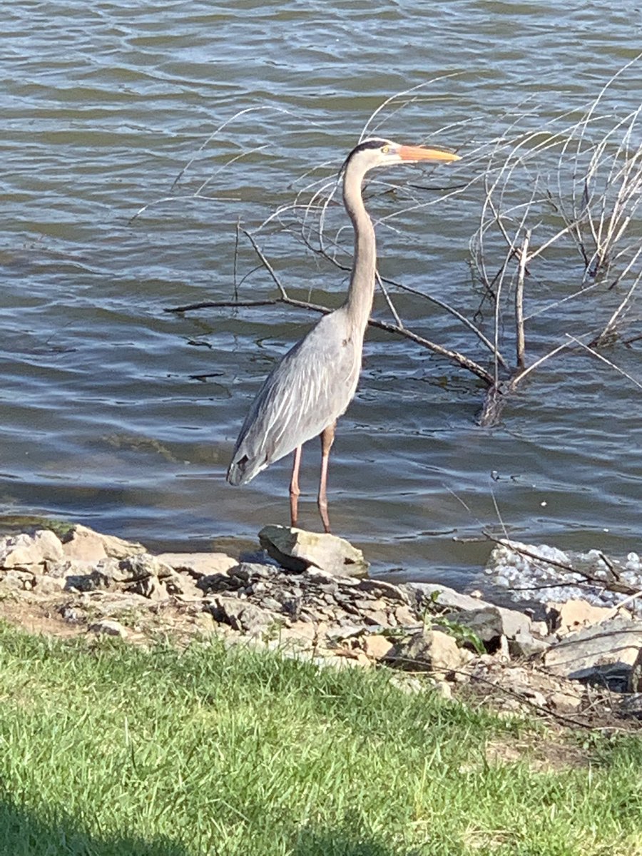 🐦 🦆 This was the summer I became a “birder” thanks to more time spent at home. We named our daily duck visitor, Golden Girl. Anyone else discover “birding”?