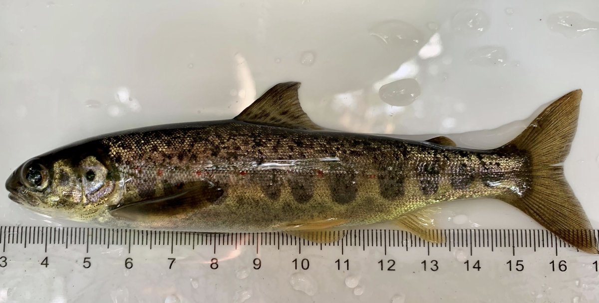 Rowanm_smith's tweet photo. Promising start to the day finding salmon parr in a previously unsurveyed Loch Lomond tributary- hopefully with more to follow! @megr_macdonald @sceneUofG #LLAIAmasters https://t.co/gwy2gSW3Kn