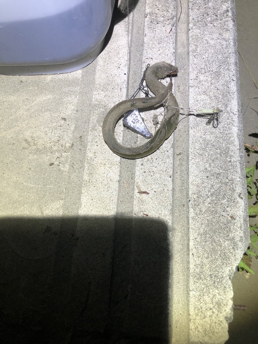 ウナギ王 原田ヨシキ ちっちゃいウナギ釣れた 必殺ウナギローリングでぐるぐる リリースしましたぁ