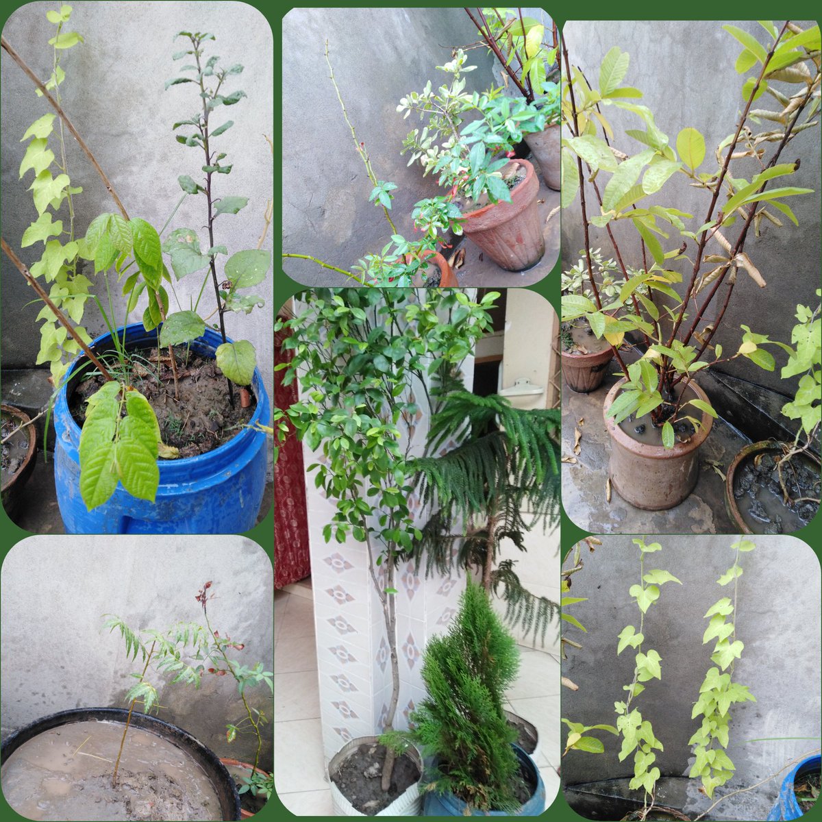 AdeelShoukat6's tweet photo. 🌳🌳🌳Assalam u Alikum ♥️
*_Greetings From khidmat-E-Ummah Foundation_*
Plant a tree and plant a new life.
_It is a Hadith that plantings trees are called Sadiqa._
*Khidmat-E-Ummah Foundation Has Planted Trees 🌳 For Keeping Environment Neat and Clean. 🌳🌳🌳
@KUF2K19 https://t.co/fKVR6ZMIoL