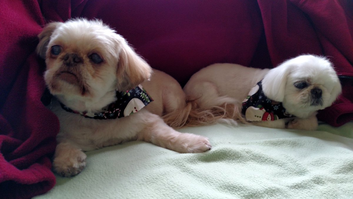 LisaTbull's tweet photo. @FollowFITZ .@FollowFITZ @989Bull our rescue Shi-tzu mix girls, Alba and Cookie, send Love! #BarkWeek #WearADamnMask #WashYourHands #WatchYourDistance https://t.co/HMt2oNFjuj