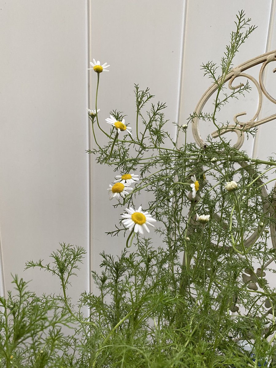 DoreenMaggio's tweet photo. Lemonbalm , camomile ready for harvest 😀Oregano dried and stored . ✌🏼grateful 🙏🏼☺️ https://t.co/HayGiiM6a8