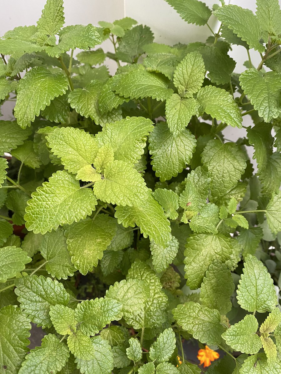 DoreenMaggio's tweet photo. Lemonbalm , camomile ready for harvest 😀Oregano dried and stored . ✌🏼grateful 🙏🏼☺️ https://t.co/HayGiiM6a8