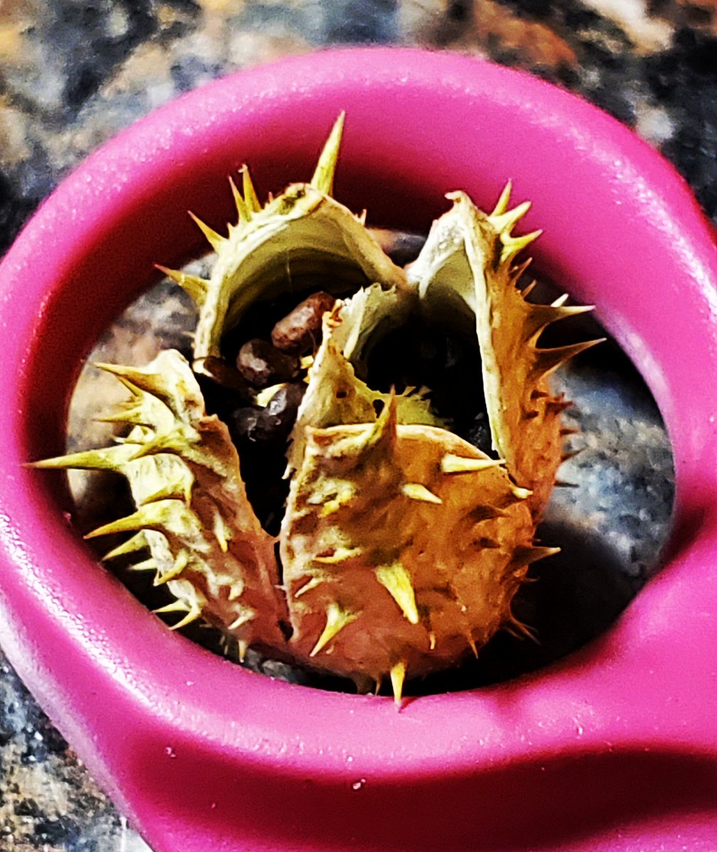 dreamingofisis's tweet photo. First pod harvested #datura #thornapple #jimsonweed #devilssnare #nightshade #witchesgarden #feralgoddess https://t.co/8WmcuriXOl