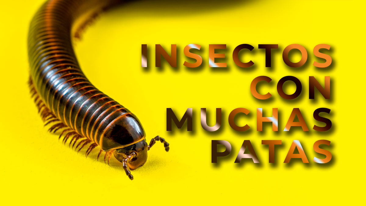 plagiser's tweet image. La mayoría de insectos suelen tener entre 6 y 8 patas, pero existen otros que tienen muchas más. ¡Descúbrelos!
plagiser.com/es/blog-plagis…