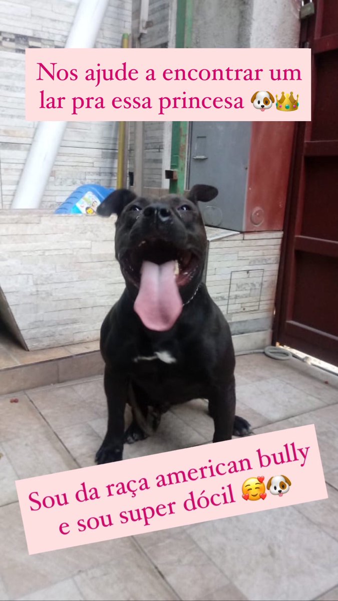 ma_bgr's tweet photo. Estamos doando essa princesa, ela foi resgatada e precisamos de um lar pra ela. É um american bully fêmea super dócil. Precisamos de um lar onde ela terá muito amor e carinho 🥰 
Quem puder divulgar me ajuda demais 🐶❤️ https://t.co/DauNgthHKv