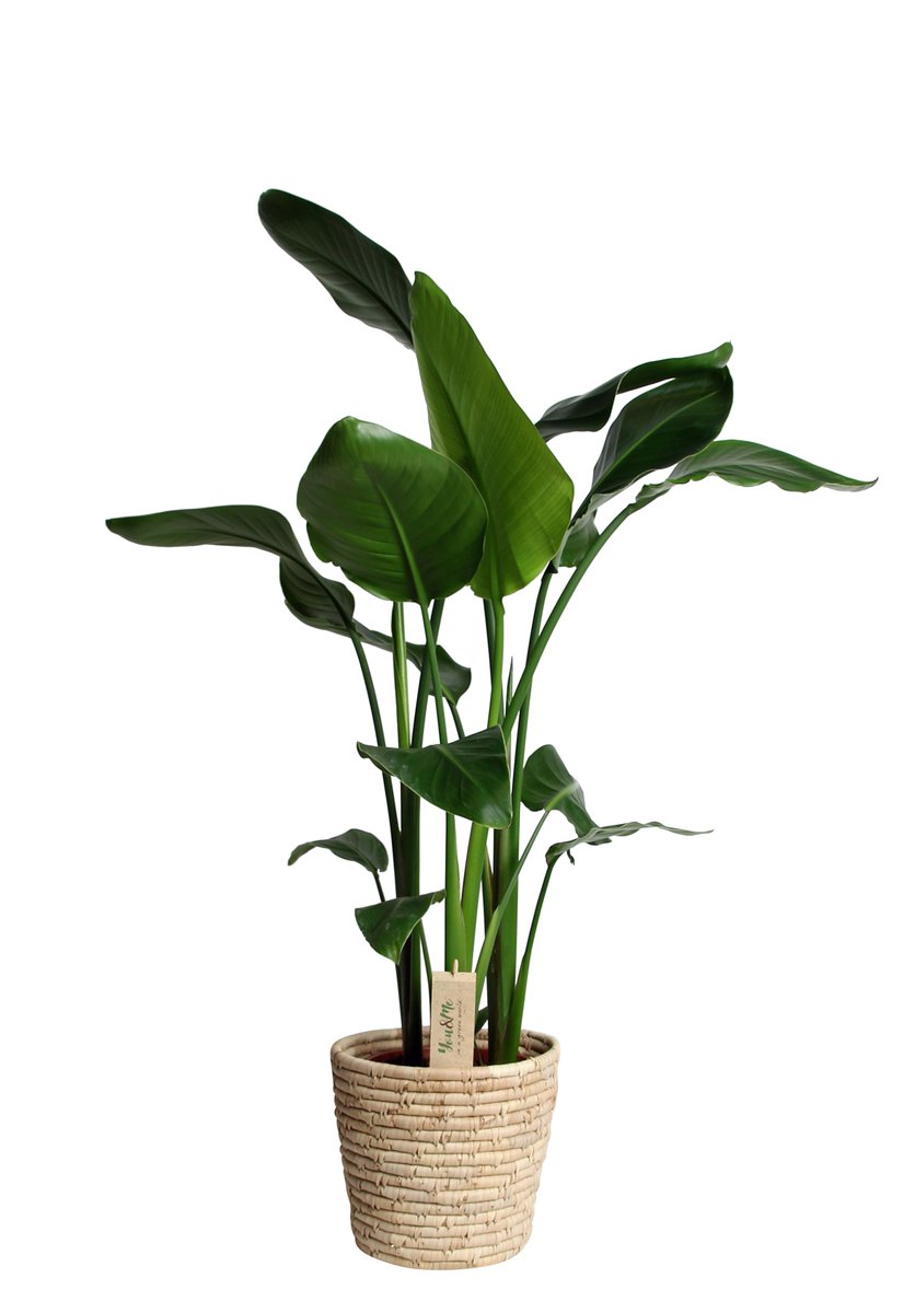 Strelitzia: Woonplant van de Maand september 2020 bloemenkrant.nl/nieuws/algemee…