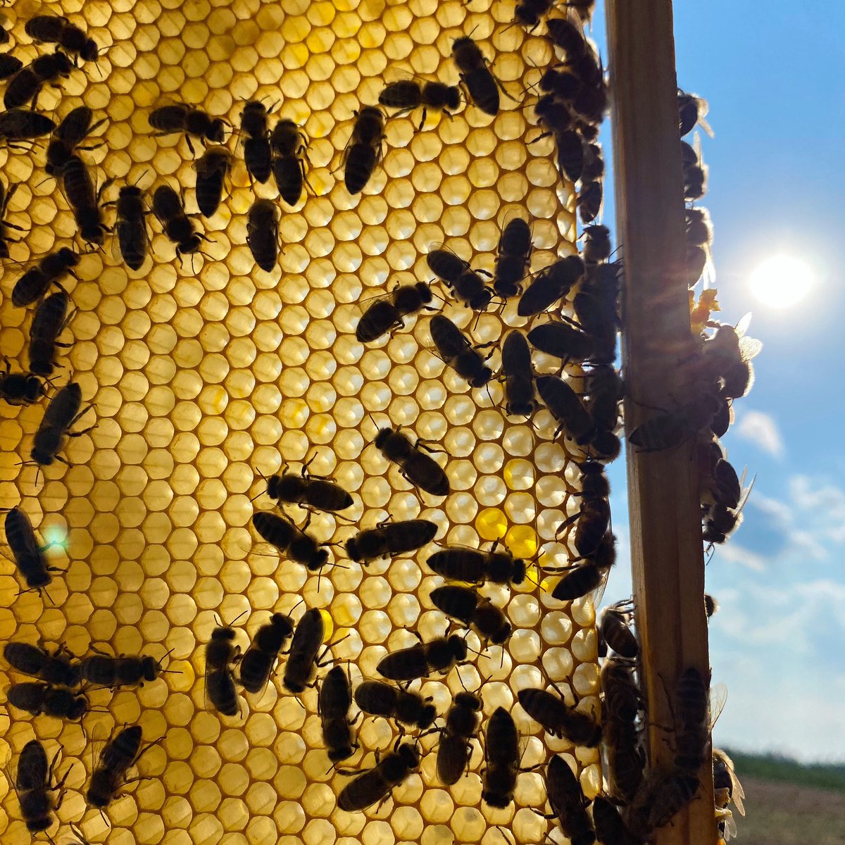 Happy Thursday✌🏼🐝
What a sunny day ☀️🤗🐝 #Bienen #Imkerei #Imker #beekeeping #beekeeper #honey #honig
