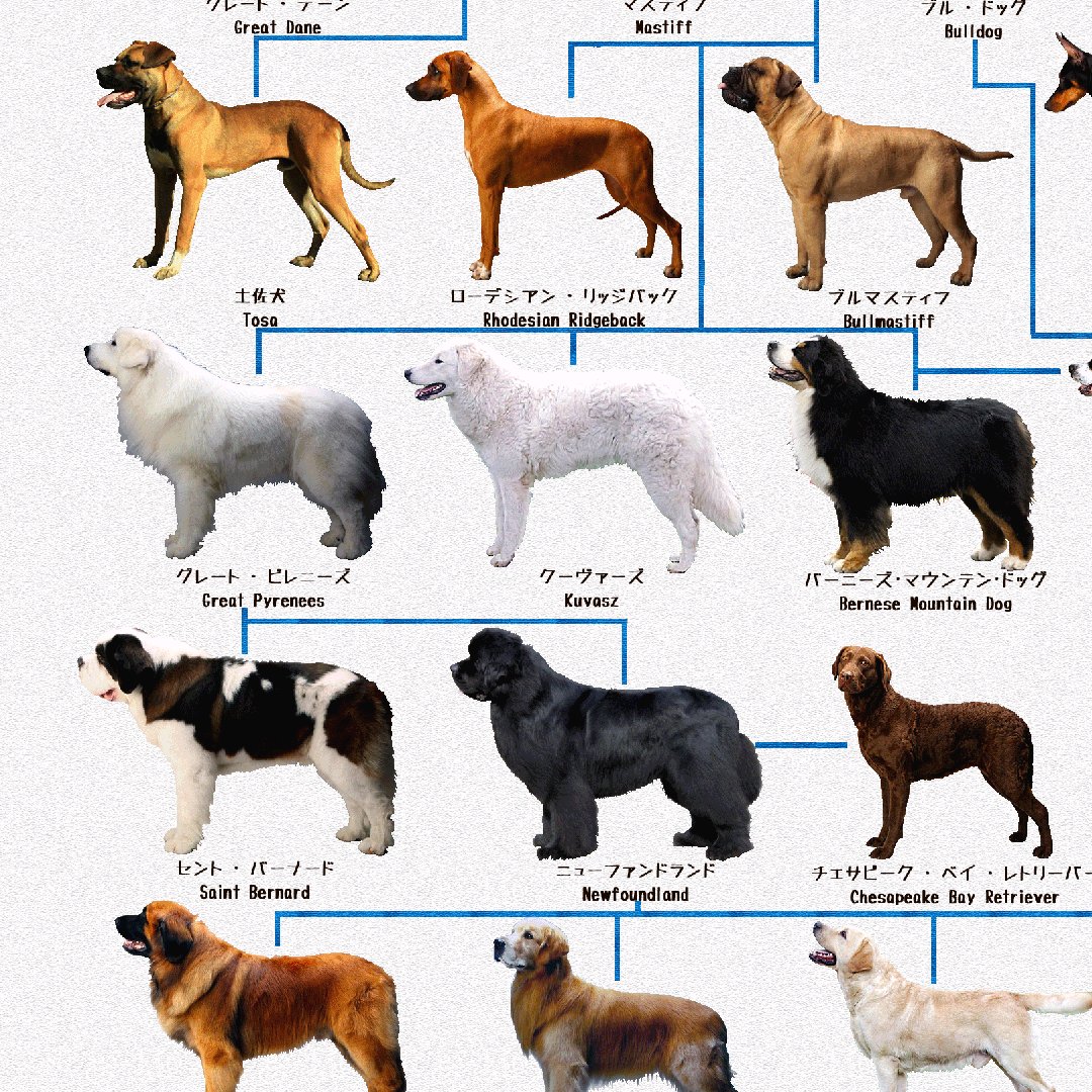 تويتر まく 黒幕 على تويتر グレートピレニーズを何頭か見たことある人なら分かると思うのですが 顔つきも体型も十人十色で ニューファンや土佐に近いくしゅっとした顔つきの子もいれば クーヴァーズ アクバシュに似たほっそりとした顔と長い手足の子もいるんだ