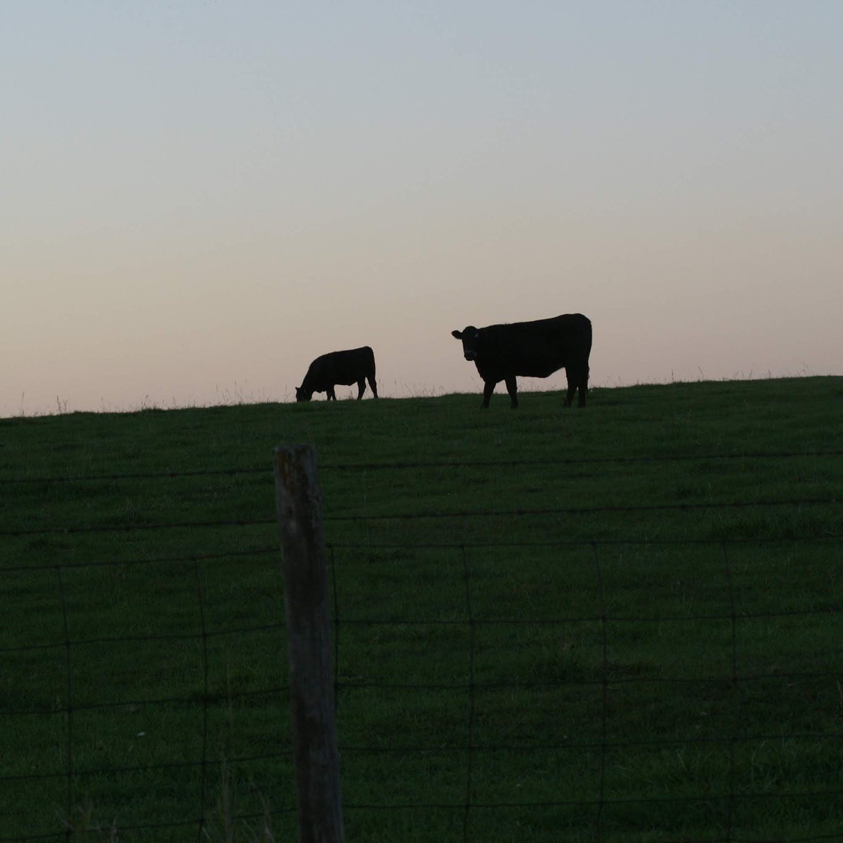 WKevinNelson's tweet photo. Good morning!๐
#todayisagift #hoyesunregalodedios #everydaysablessing #bendigassiempre #thankfuleveryday #august #summerinillinois #cowsandcalves #greenpastures #illinoisbeef #midwestcattle #ruralroadsides #ruralmorning #silhouettes https://t.co/ivUHElghIM