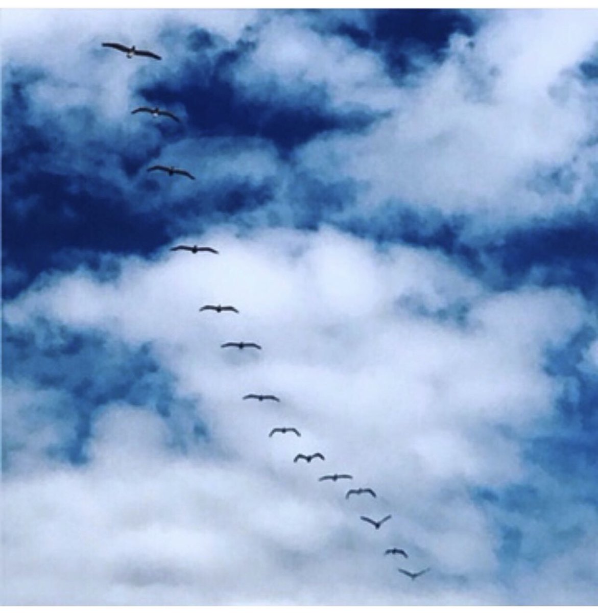 ArtemisMcneil's tweet photo. Release envy to the wind and let
jealousy sleep
Share your light
Release your spirit
There is enough
sky for everyone//#worpress #artemisskye #birdsofflight https://t.co/S7kwZZ1E1V