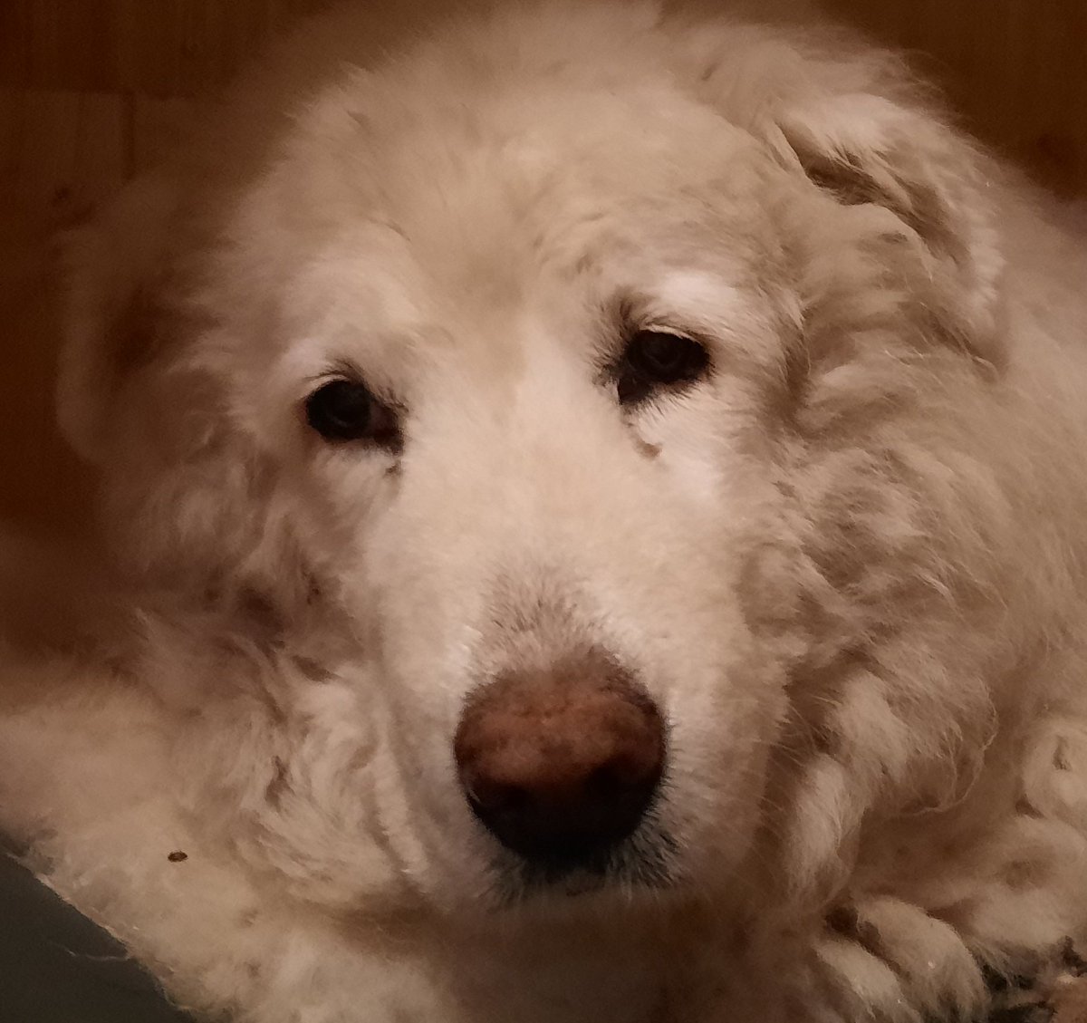 drzwinsch's tweet photo. Blutspendehund dringend gesucht in Dresden.
#Sachsen #Dresden #notfall #notfell #blutspendehund #Tierklinik Dr. PFEIL https://t.co/SQfcHGuw46