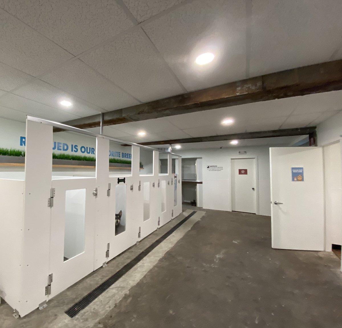 It’s a restaurant &amp; a rescue! This morning we’re live at Bark, A Rescue Pub. 🐶🍔🐱🍺

Today is the grand opening where you can enjoy a bite to eat and adopt a new furry friend from the <a href="/SpokHumaneSoc/">SpokaneHumaneSociety</a>! See what this place is all about on #GMNW! <a href="/kxly4news/">4 News Now</a>