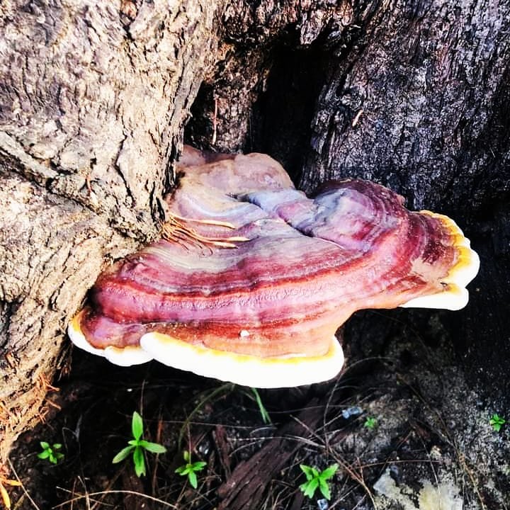 vanashrubs's tweet photo. What have we got here! 😍 🍄🍄🍄
Amazing Ganoderma #mushroom about the size of a palm..
Did you know that currently there are over 10,000 known types of #mushrooms in the world. 

HERE'S SOME GOOD #NEWS TO OUR FOLLOWERS 
We would be launching our products soon... 
#StayTuned! https://t.co/Xb3Q2innCx