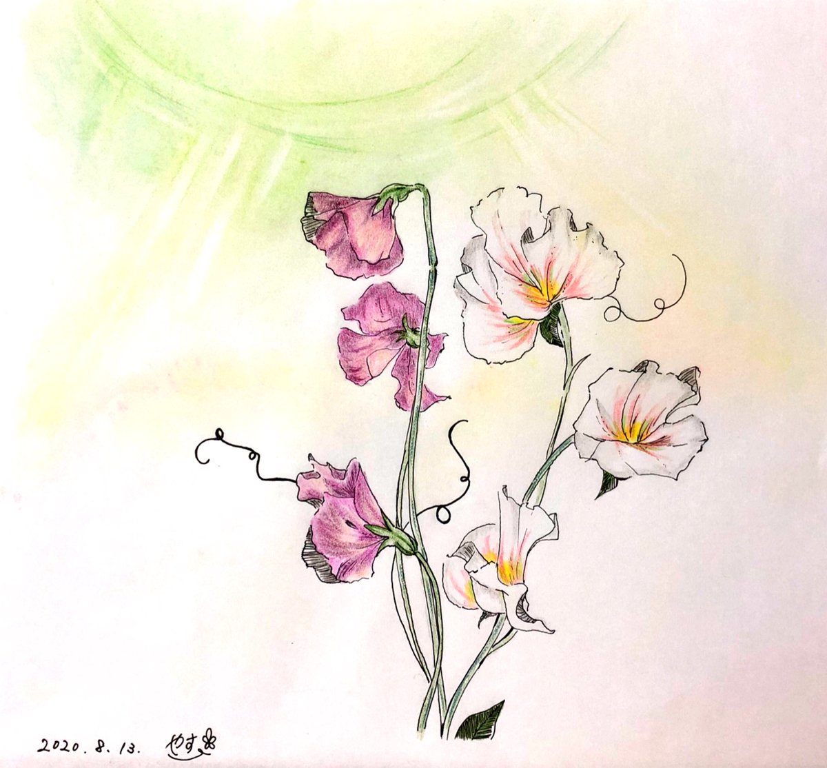 ট ইট র やす けいとさん お仕事お疲れ様です お花絵渡したいです スイートピーです いつまでも健やかに 明るい光が けいとさんに降ってきますように 好きな人に好きなお花の絵を 半ば勝手に 贈りたい企画でした