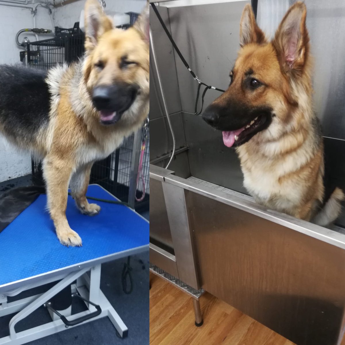 poshpupskew's tweet photo. We love seeing this smilie face in the boutique 🐾 🐶 

#Doggrooming #dogwalking #kew #richmond #lovedogs #doggroomerslife https://t.co/4cC6QG6FXL