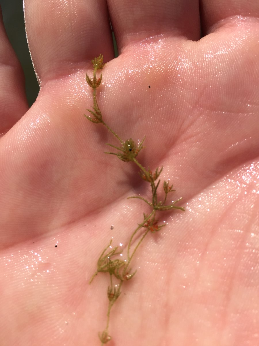 FBL_UCPH's tweet image. Charophytes, like this #Chara aspera, take up phosphorus efficiently both in the algae, but also in their outer carbonate crust. As a continuation of the work in the paper below, we sampled C. aspera to measure C, Ca and P concentrations in the algae and the crust.