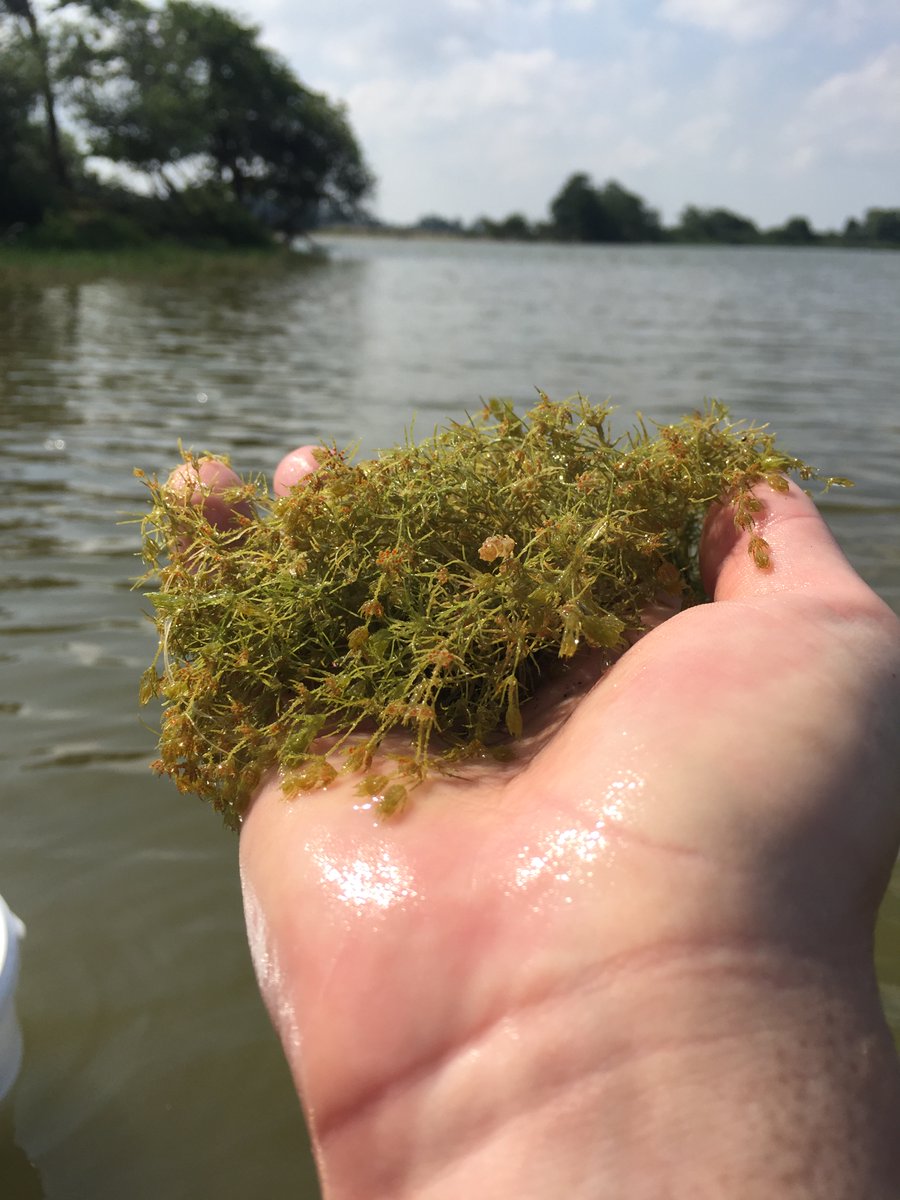 FBL_UCPH's tweet image. Charophytes, like this #Chara aspera, take up phosphorus efficiently both in the algae, but also in their outer carbonate crust. As a continuation of the work in the paper below, we sampled C. aspera to measure C, Ca and P concentrations in the algae and the crust.