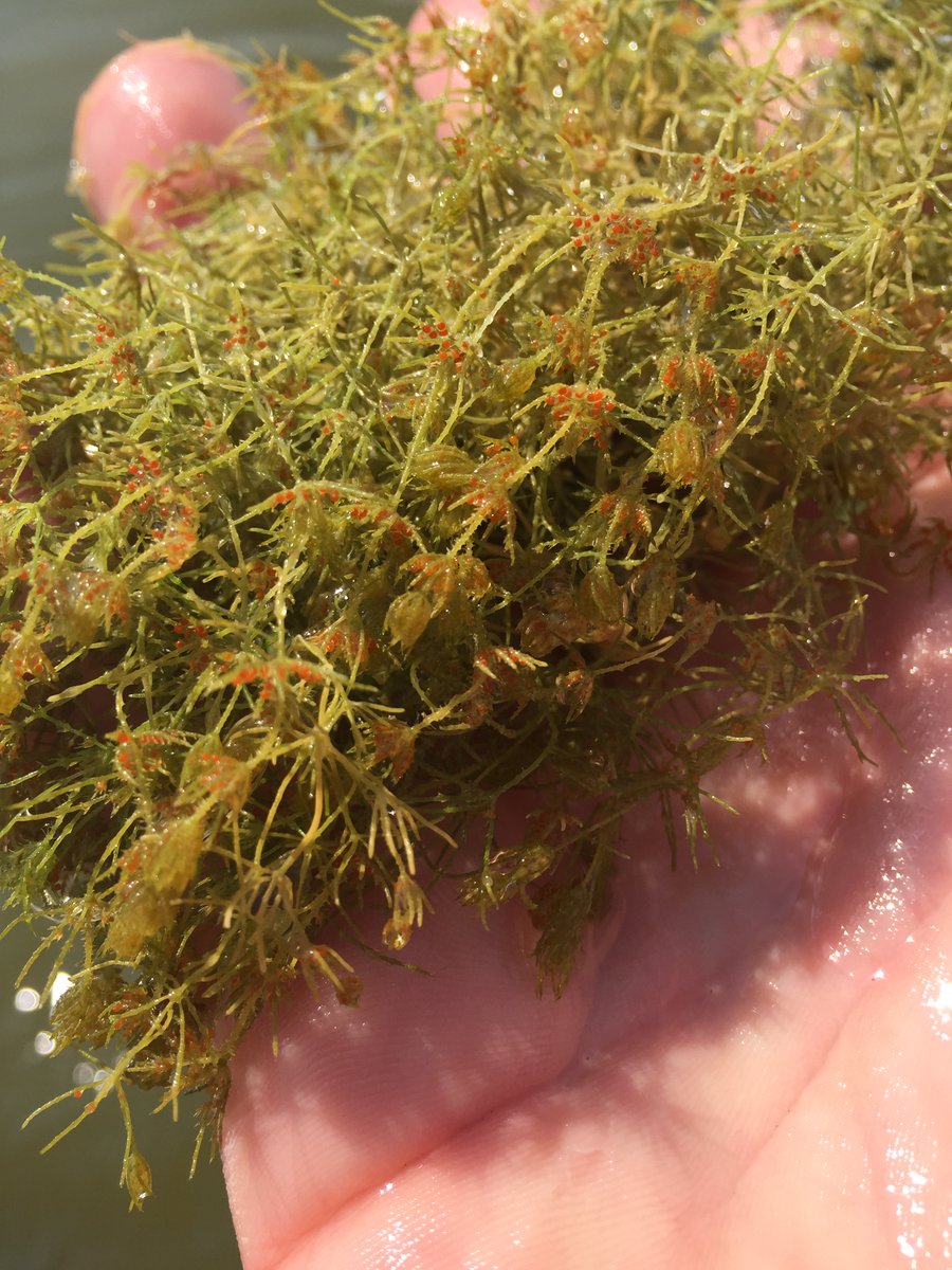 FBL_UCPH's tweet image. Charophytes, like this #Chara aspera, take up phosphorus efficiently both in the algae, but also in their outer carbonate crust. As a continuation of the work in the paper below, we sampled C. aspera to measure C, Ca and P concentrations in the algae and the crust.