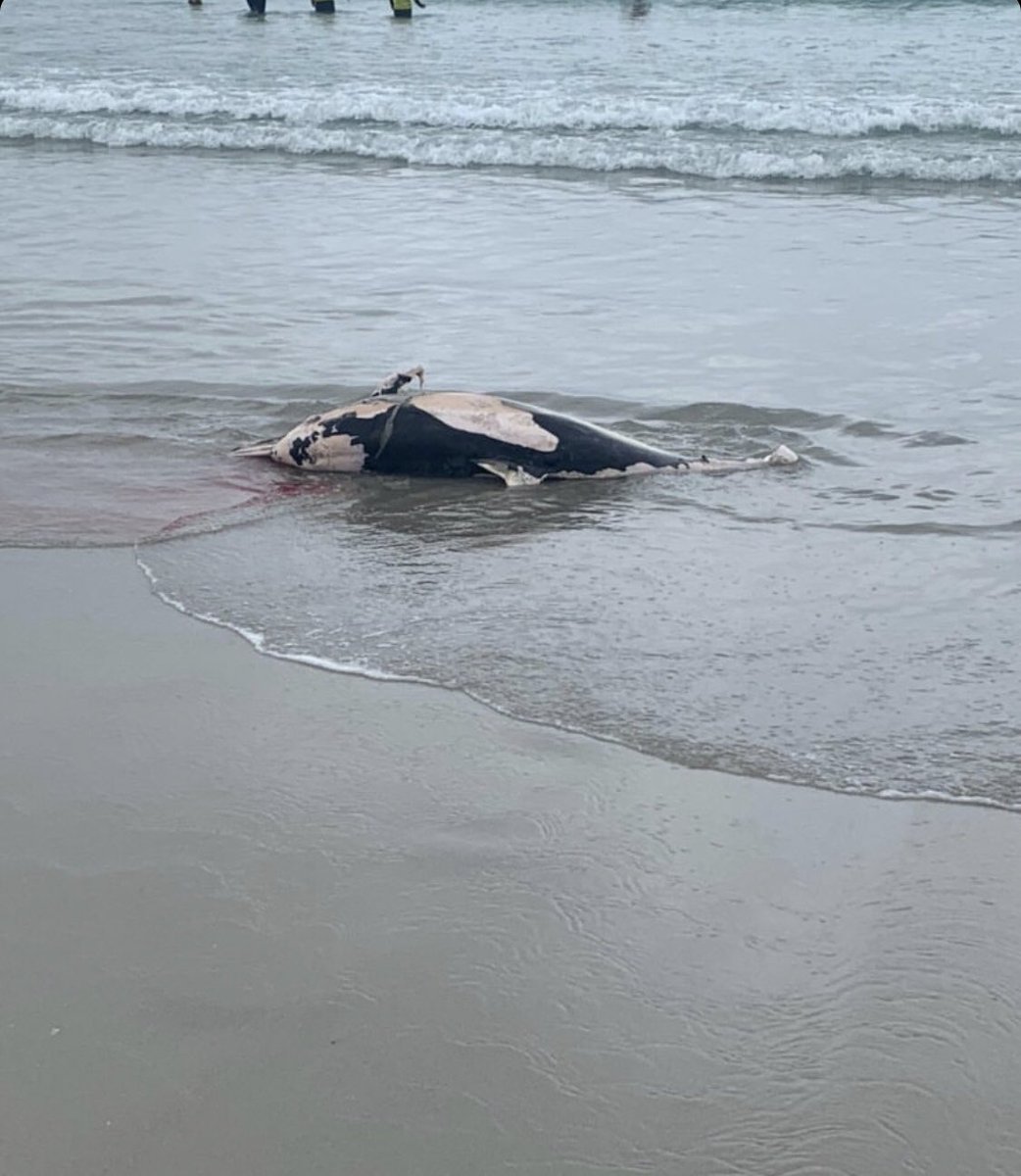 hugoclement's tweet image. Plage de La Torche ce matin... @SeaShepherdFran