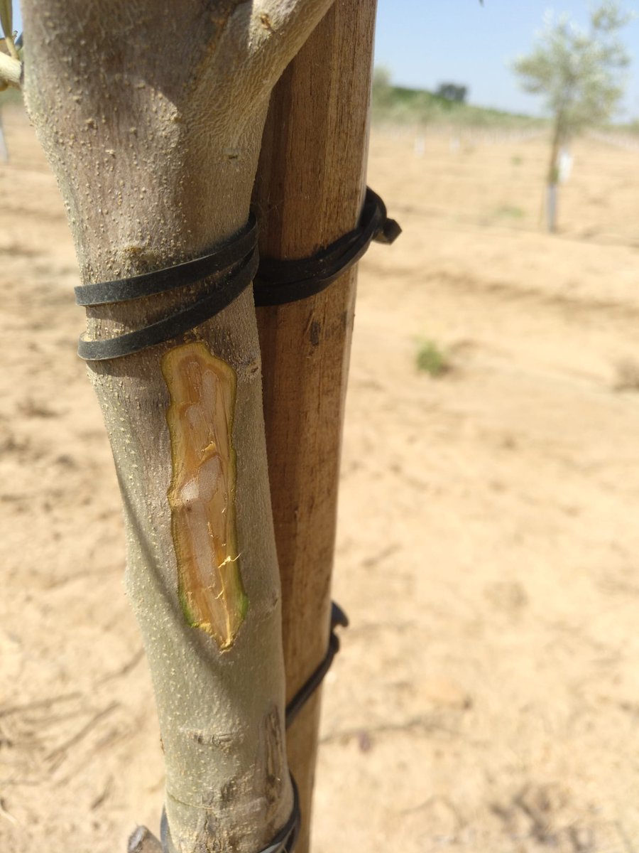 borjasantos89's tweet photo. Los hongos de suelo pueden ser un problema en plantaciones en regadío en suelos pesados, sobre todo si la finca tenía un aprovechamiento hortícola. Esperaba encontrar Phytophthora, Pythium, o incluso Verticillium, sin embargo se ha aislado Fusarium 🤨. https://t.co/Uzz1cv21TT