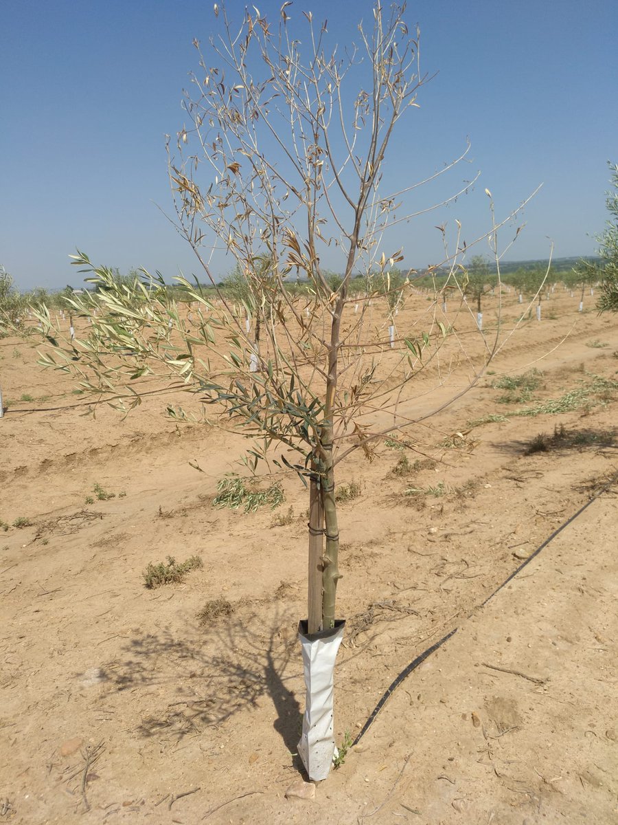 borjasantos89's tweet photo. Los hongos de suelo pueden ser un problema en plantaciones en regadío en suelos pesados, sobre todo si la finca tenía un aprovechamiento hortícola. Esperaba encontrar Phytophthora, Pythium, o incluso Verticillium, sin embargo se ha aislado Fusarium 🤨. https://t.co/Uzz1cv21TT