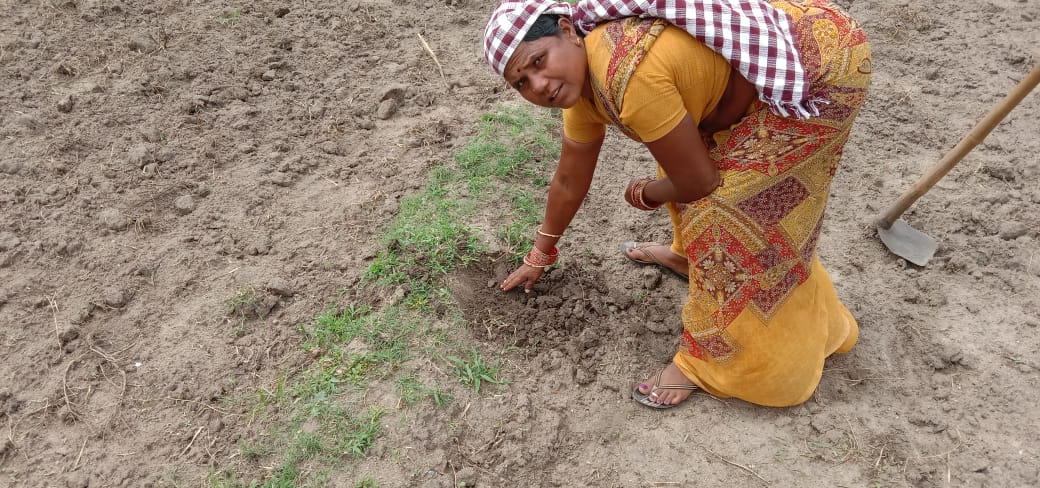 WOTRIndia's tweet photo. Plantation of #moringa (drumstick tree) seeds in #Manchal, #Telangana. The plantation of moringa is promoted in 10 villages in Manchal block under the HSBC project.
@HSBC_IN @NABARDOnline @DaminiKhaire @UNCCD
@UNCCDLibrary @AgriGoI @ibrahimthiaw @mremae @UNBiodiversity @moefcc https://t.co/yQJpdyjjr3