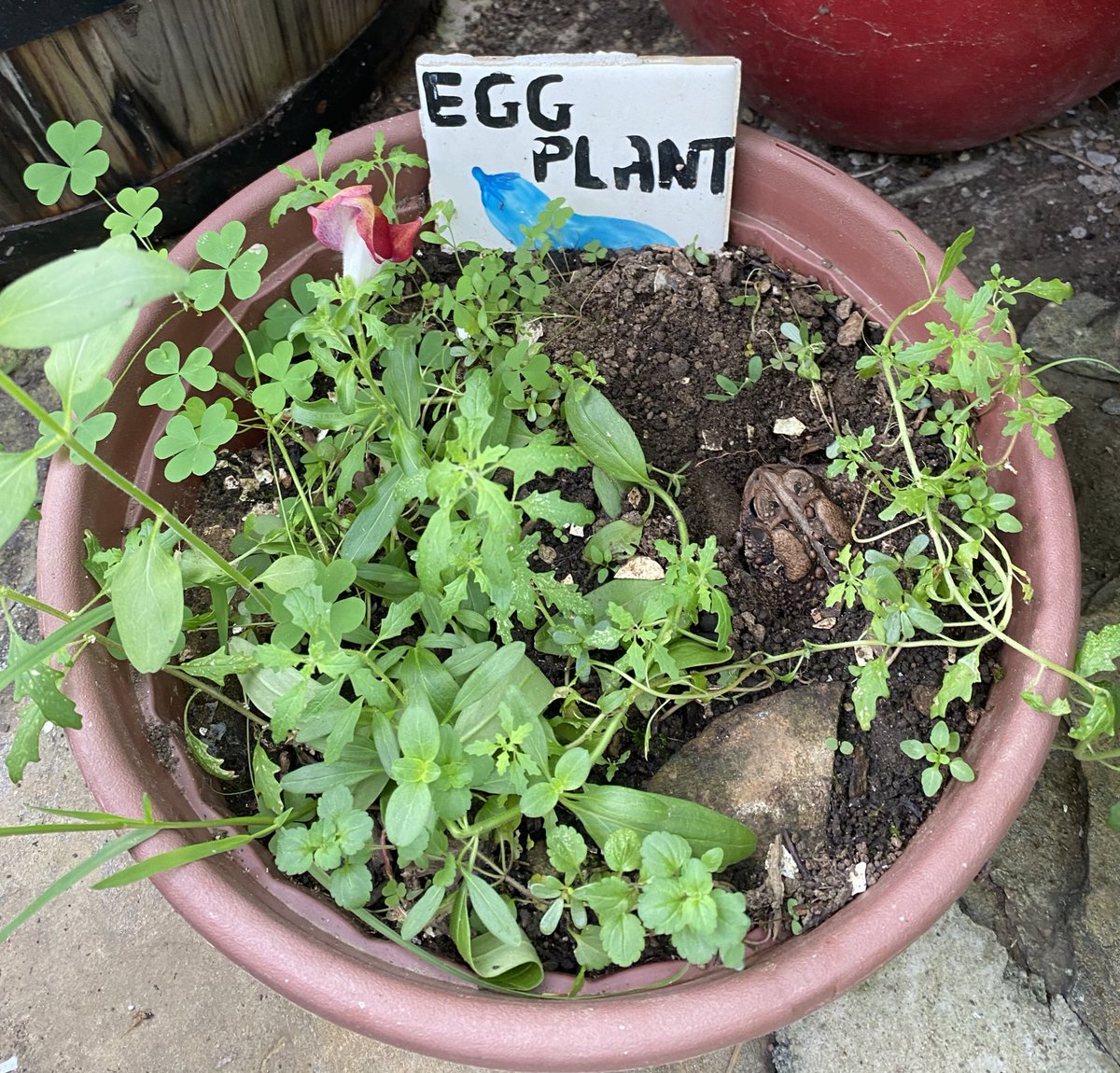 annetteNZevans's tweet photo. Well there’s no doubt the items growing in my greenhouse this year were wildly mislabeled....

#HERper #ToadallyCool #NewTenant https://t.co/3BAzK2uVeX